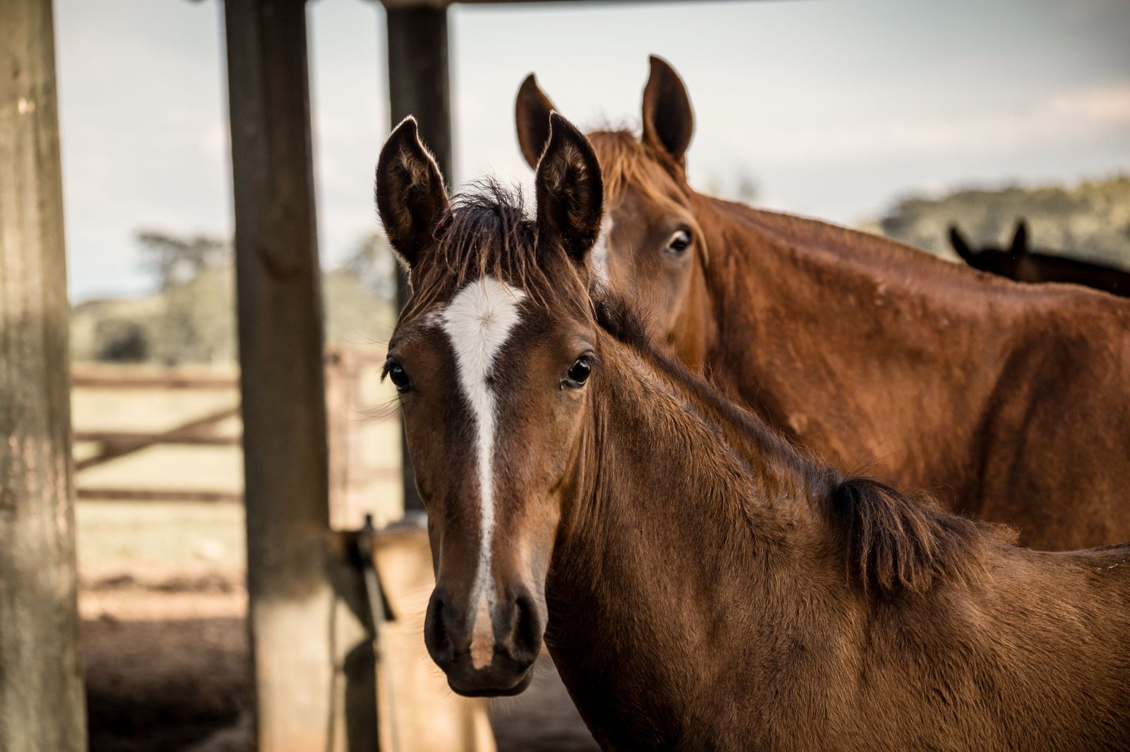 Two chestnut horses resting in a rustic outdoor stable area in soft daylight