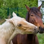 A palomino and a brown horse standing together in a green field
