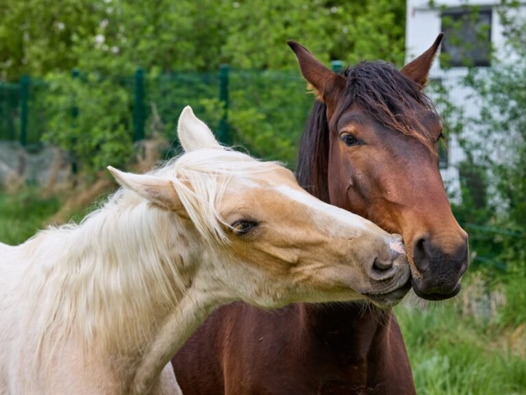 A palomino and a brown horse standing together in a green field