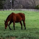 A brown horse grazing in a green pasture under overcast skies