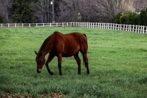 Basic Horse Nutrition: What Every Owner Should Know