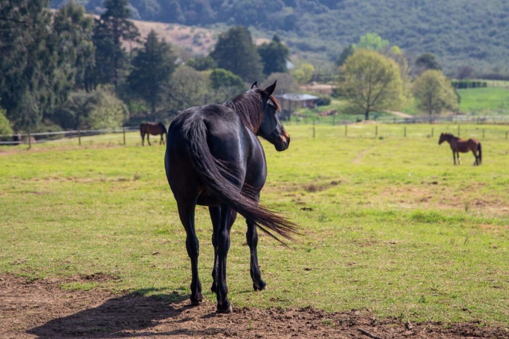 A black horse standing in a countryside pasture