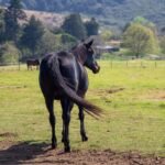 A black horse standing in a countryside pasture