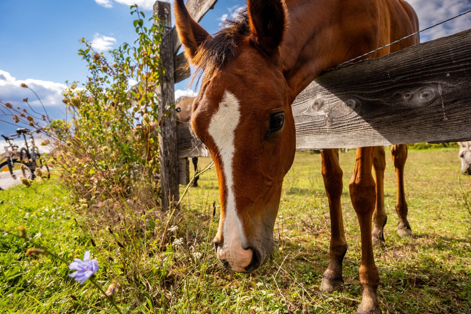 A young horse with a white blaze grazing beside a wooden fence