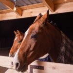 Two brown horses resting in a wooden stable in soft light