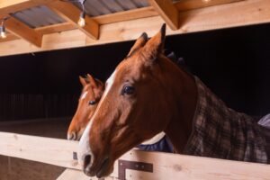 Full-Care vs. Self-Care Boarding: The Real Trade-offs