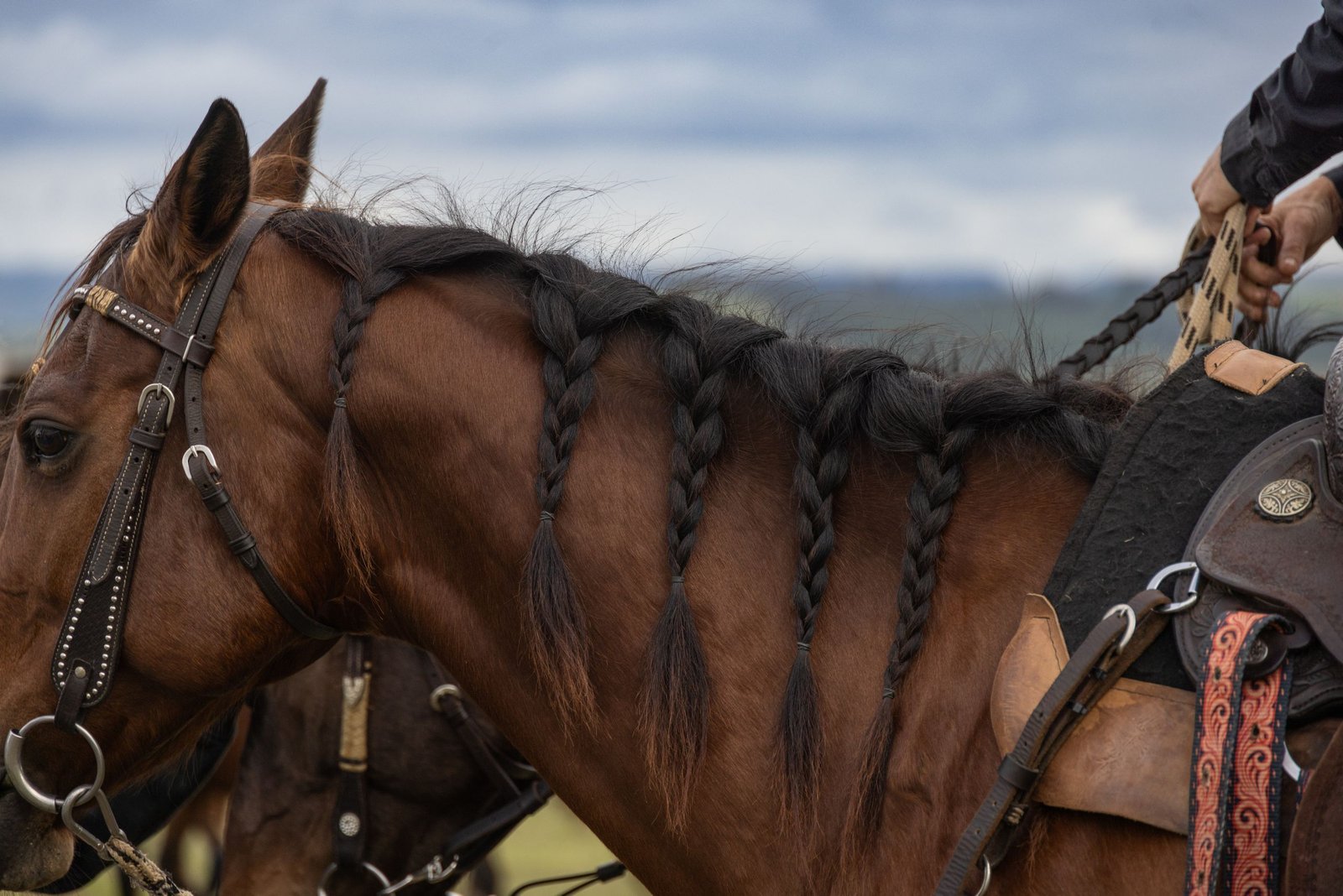 Close-up of a chestnut horse with a braided mane and western saddle