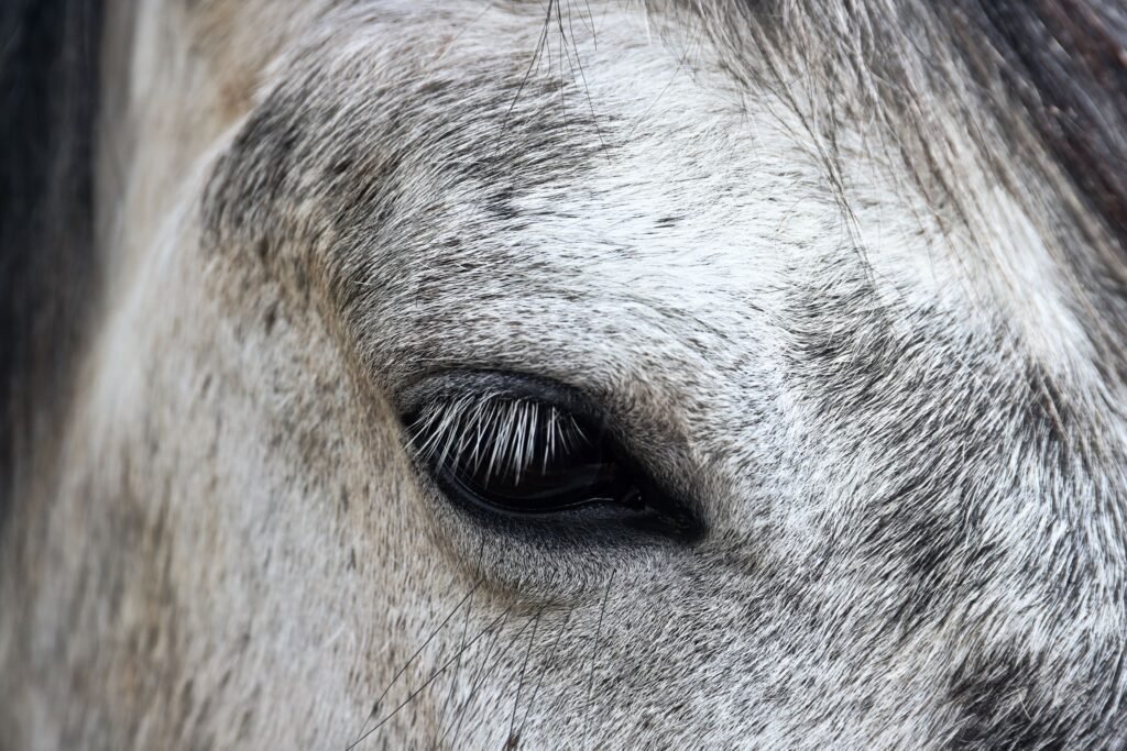 Close-up of a horse eye showing fine texture and detail