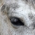 Close-up of a horse eye showing fine texture and detail