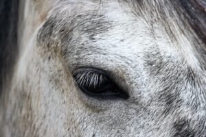 Horse Years to Human Years: An Age Conversion Guide