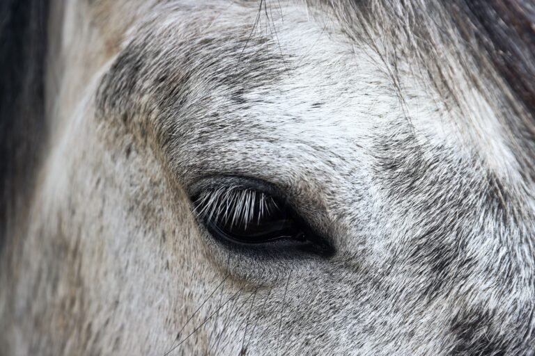 Close-up of a horse eye showing fine texture and detail