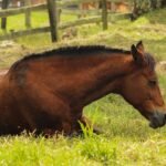 A brown horse resting on the ground in a sunny grass pasture