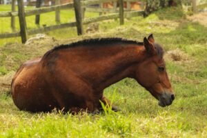 How Do Horses Sleep? Standing Up, Lying Down and REM
