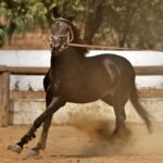 A black horse running at speed across a sandy arena
