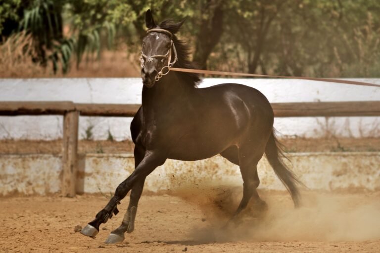 A black horse running at speed across a sandy arena