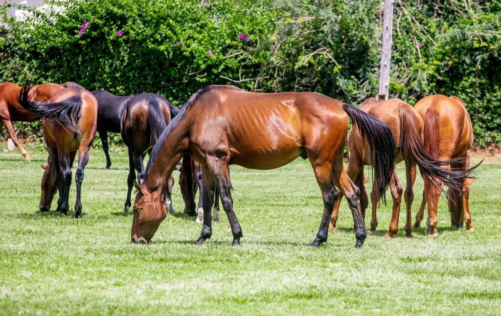 A herd of horses grazing together in a sunny green pasture