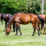 A herd of horses grazing together in a sunny green pasture