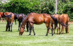 How Horse Rescue and Rehoming Organizations Work