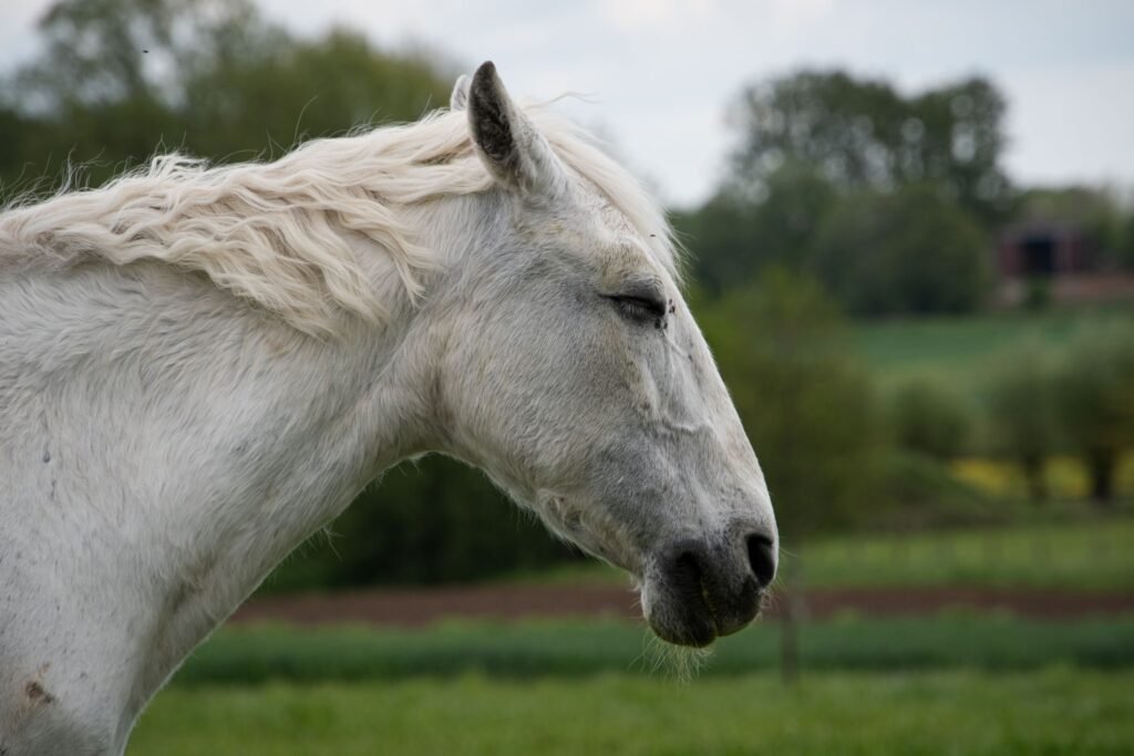 A white horse standing in a green pasture, seen close up