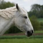 A white horse standing in a green pasture, seen close up