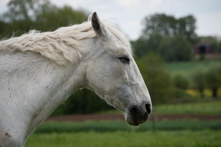 A white horse standing in a green pasture, seen close up
