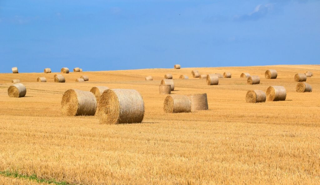 Round hay bales scattered across a harvested field under a blue sky