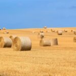 Round hay bales scattered across a harvested field under a blue sky