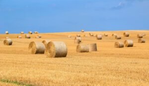How Much Does a Bale of Hay Cost?
