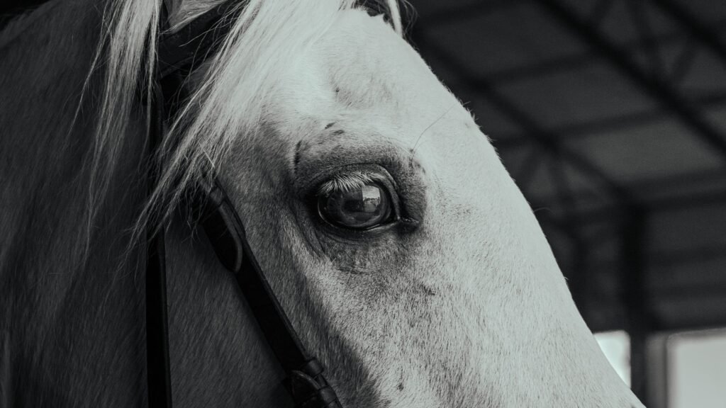 Close-up portrait of a white horse inside a barn
