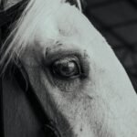 Close-up portrait of a white horse inside a barn