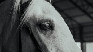 How Much Does Equine Dental Care Cost?