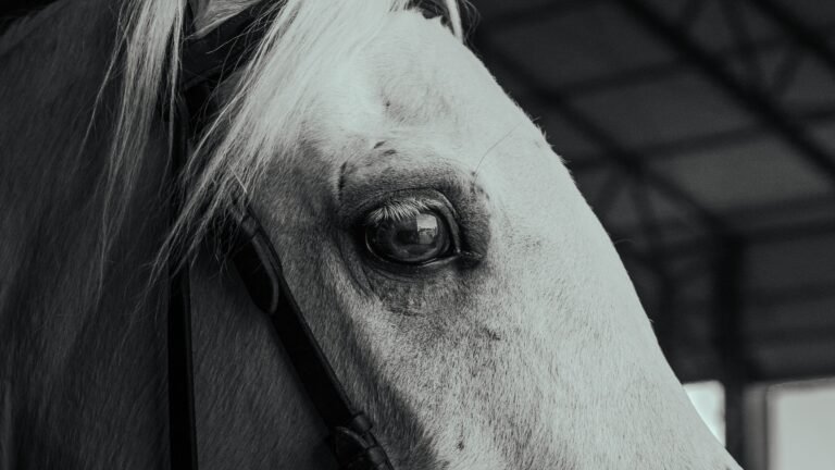 Close-up portrait of a white horse inside a barn