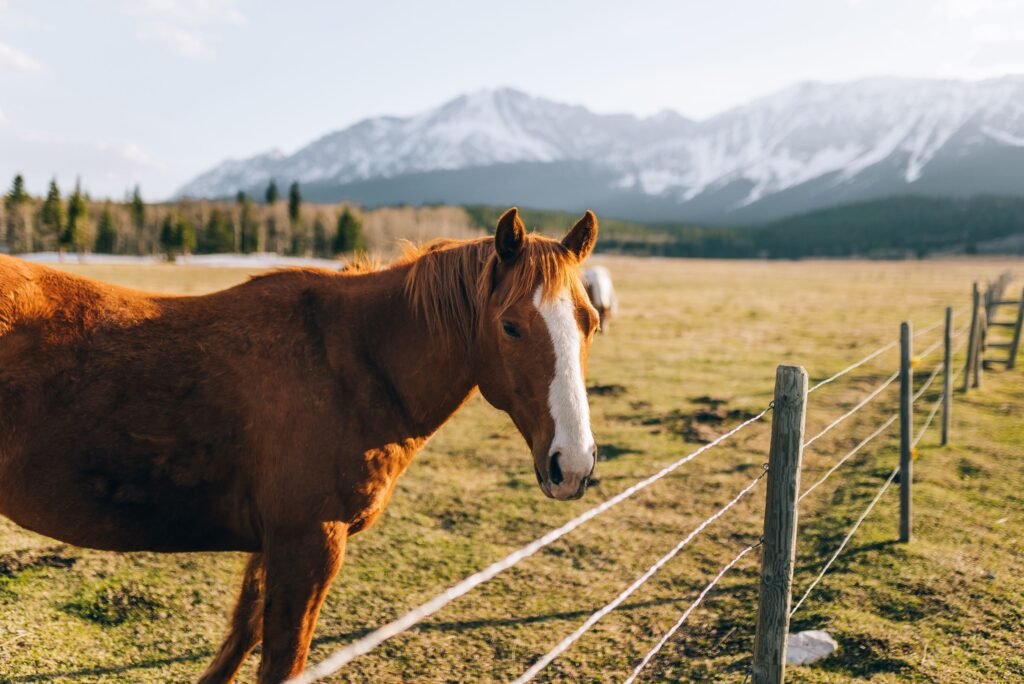A brown horse in a mountain pasture behind a wooden fence