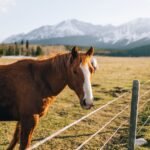 A brown horse in a mountain pasture behind a wooden fence