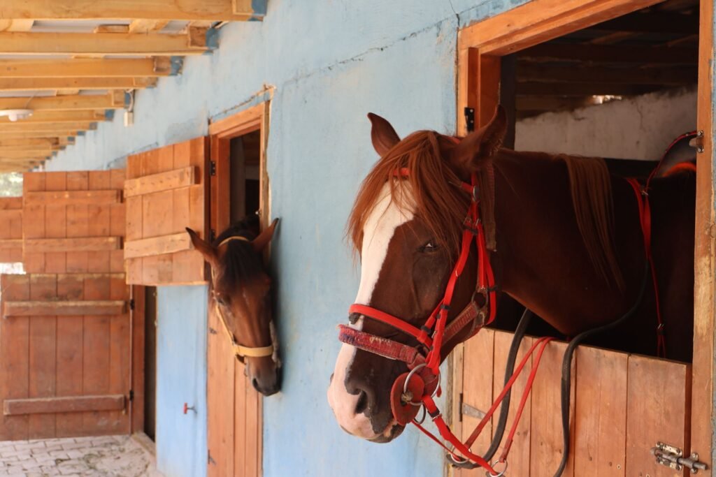 Two chestnut horses in bridles resting in a bright wooden stable