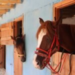 Two chestnut horses in bridles resting in a bright wooden stable