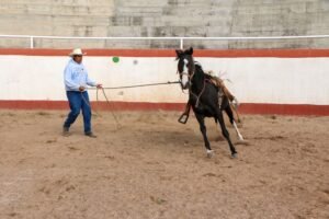 How Much Does Horse Training Cost?