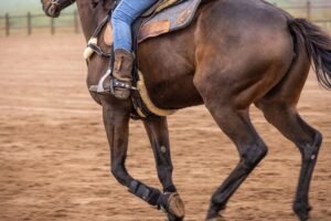 How Much Weight Can a Horse Carry? The 20% Rule Explained