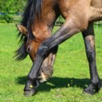 A brown horse grazing in a green pasture on a sunny day