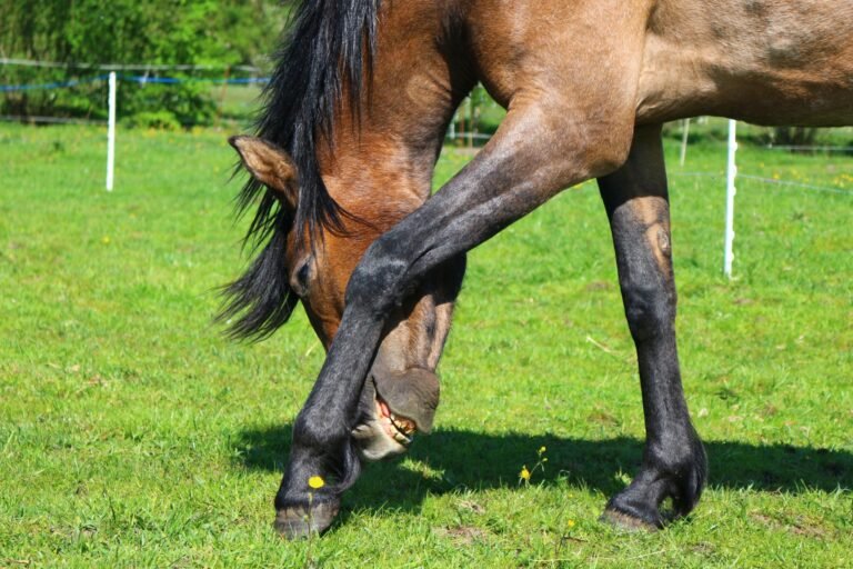 A brown horse grazing in a green pasture on a sunny day