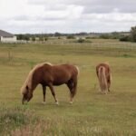 Two horses grazing in an open meadow under a cloudy sky