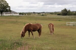 How to Choose a Horse Boarding Facility