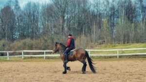 How to Choose a Horse Trainer