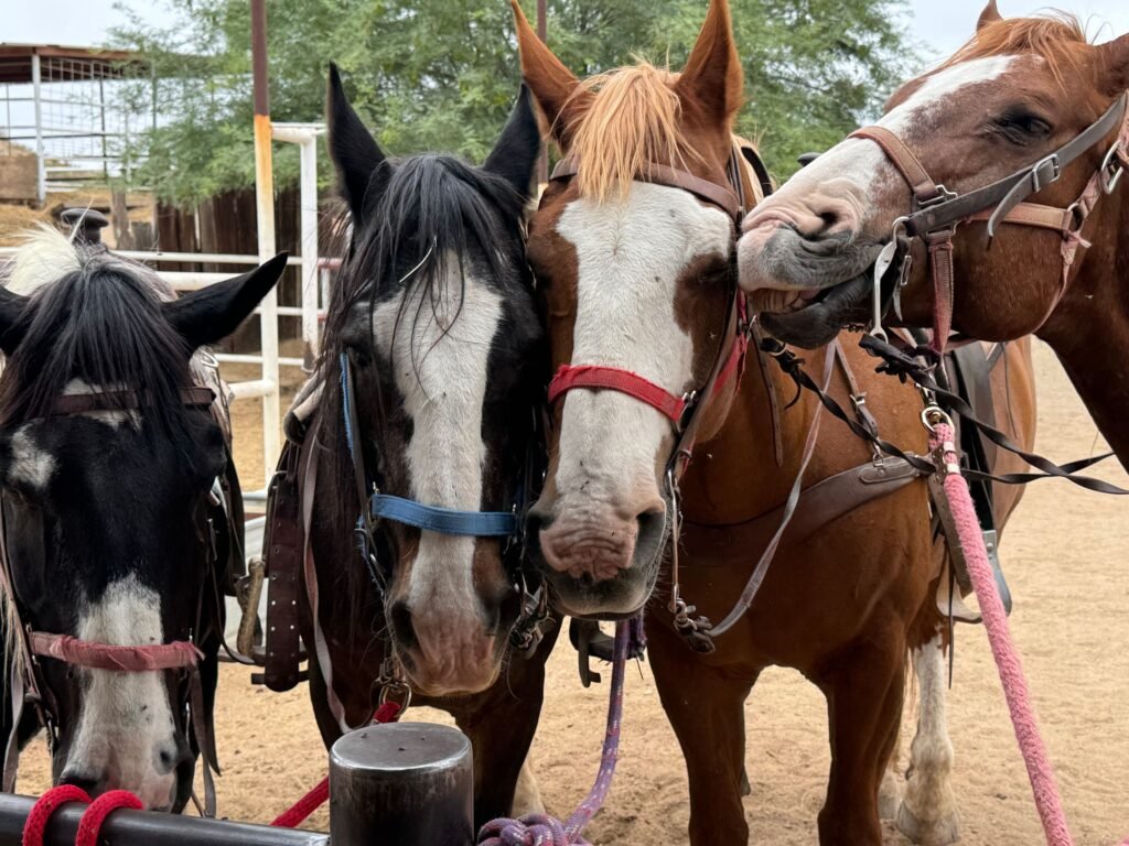 Three saddled horses standing together at a ranch