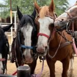 Three saddled horses standing together at a ranch
