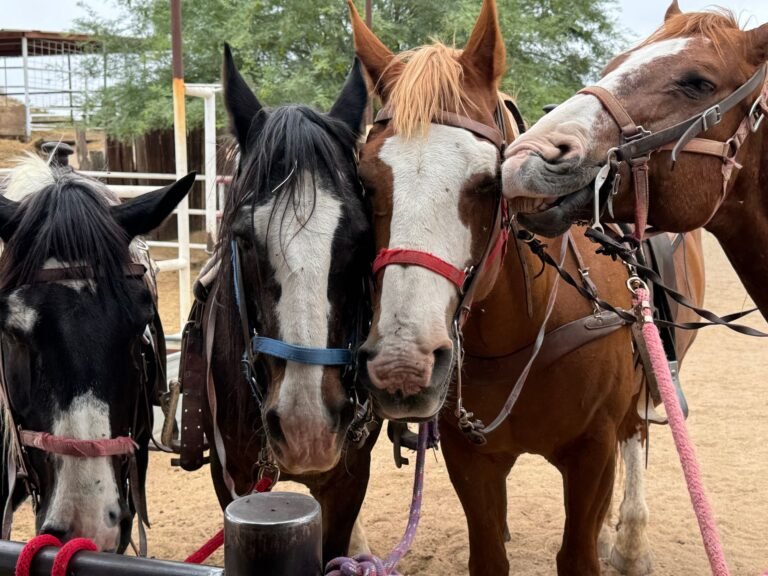 Three saddled horses standing together at a ranch