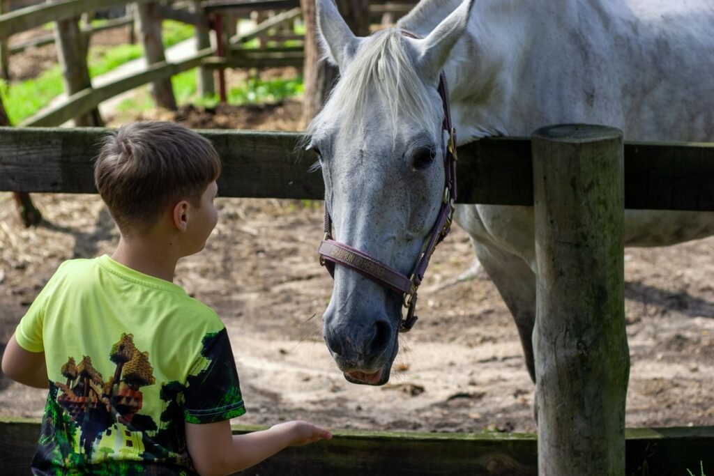 A young boy feeding a white horse over a wooden fence