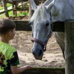 A young boy feeding a white horse over a wooden fence