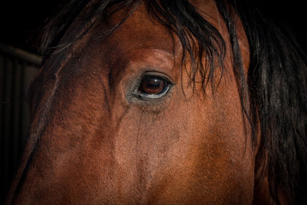 Close-up of a horse eye showing rich brown colour and texture