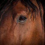 Close-up of a horse eye showing rich brown colour and texture